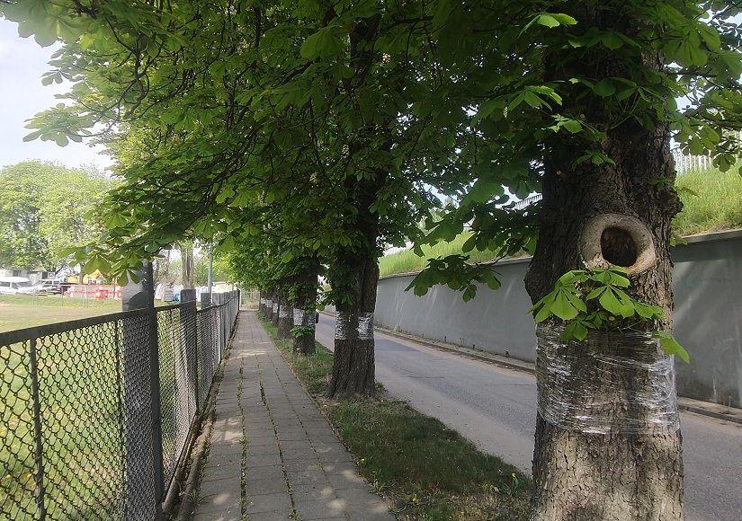 Szczepienie kasztanowców